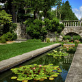 Water Lilies In The Pool